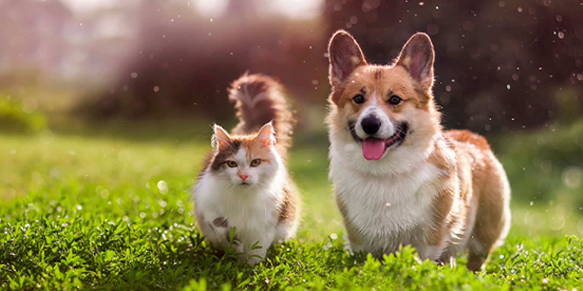 Ein Hund und eine Katze auf einer Wiese.